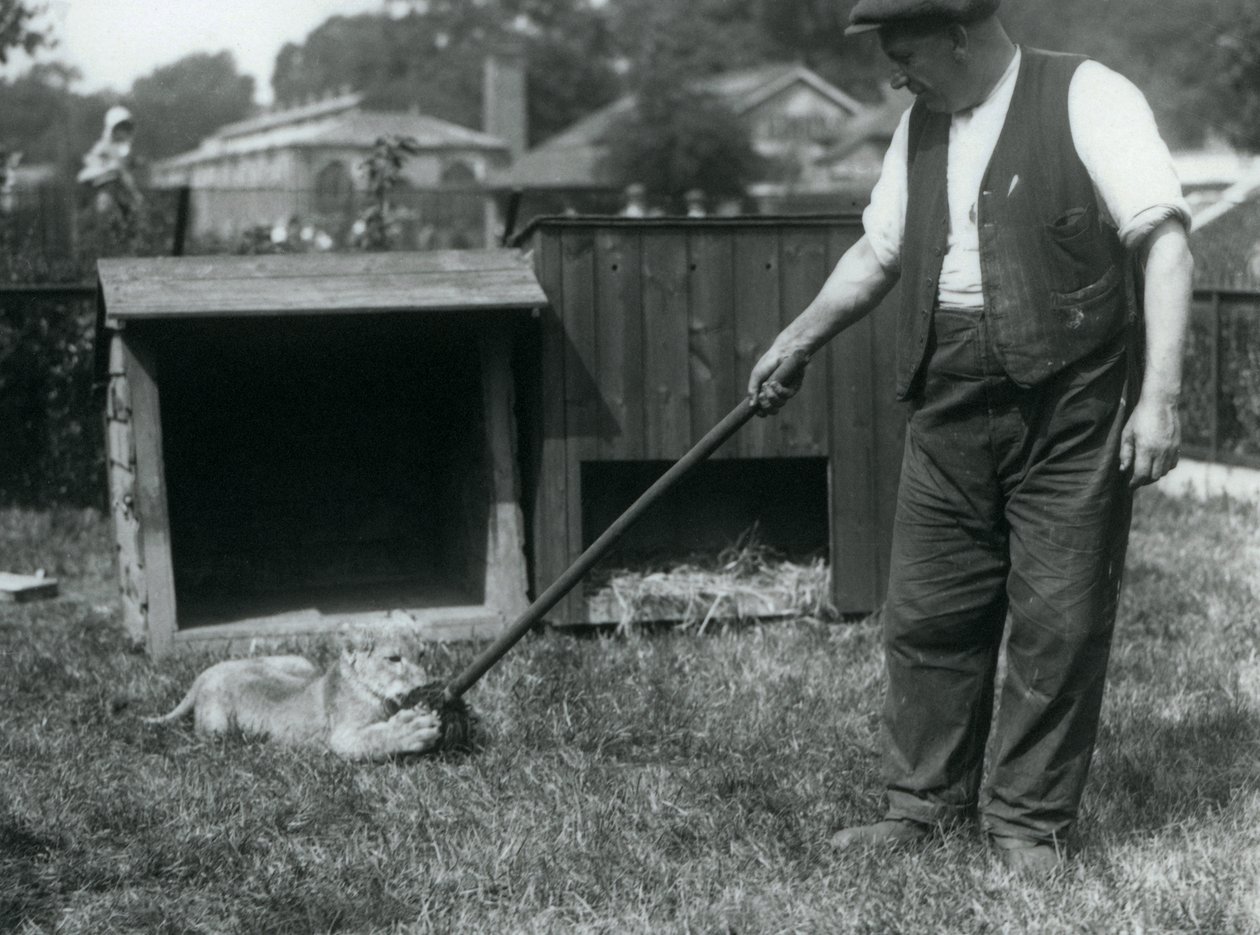 Leijonanpentu leikkii hoitajansa pitämällä mopilla ruohikolla pesänsä edessä, Lontoon eläintarha, syyskuu 1925. tekijältä Frederick William Bond