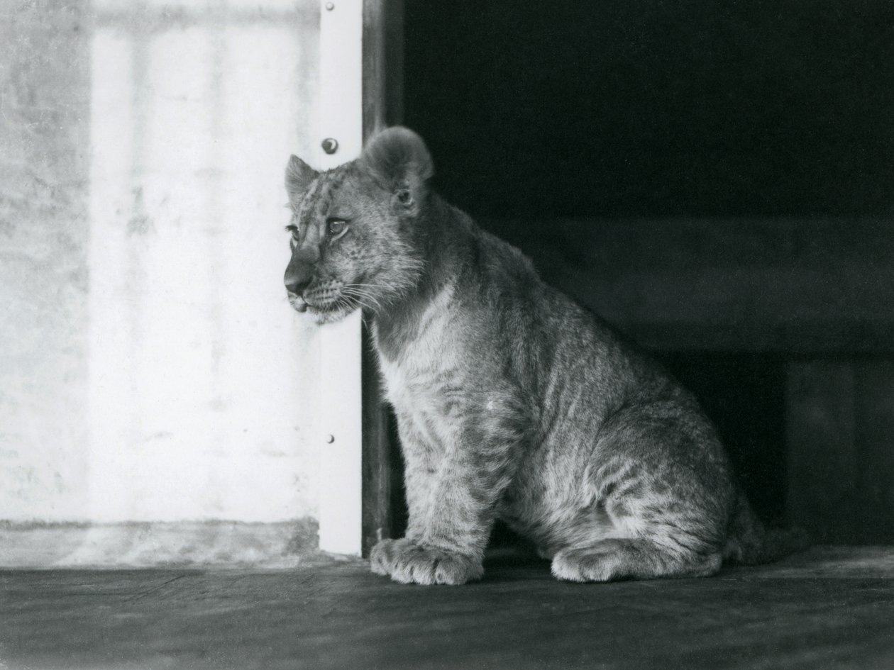 Leijonanpentu istumassa lattialla Lontoon eläintarhassa vuonna 1930 (b/w kuva) tekijältä Frederick William Bond