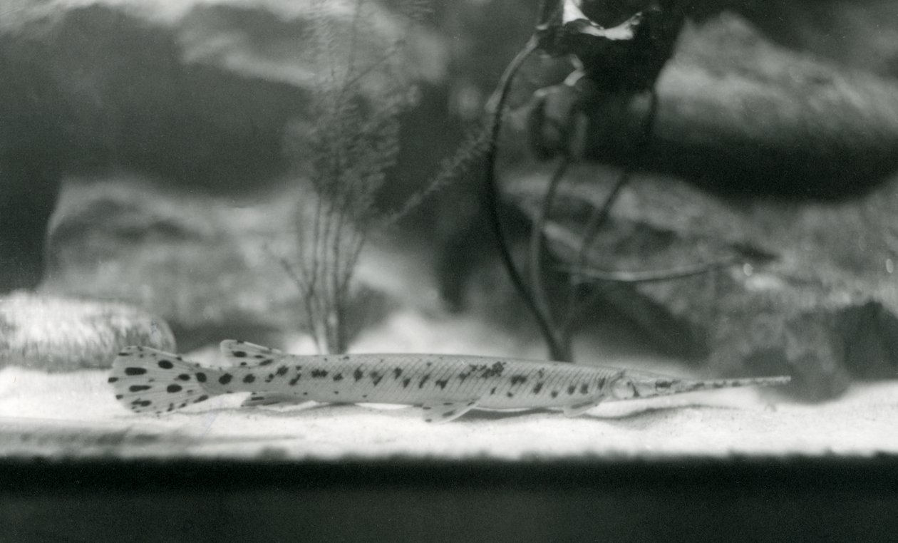Longnose gar tai Needlenose gar, Lontoon eläintarha, 1924 tekijältä Frederick William Bond