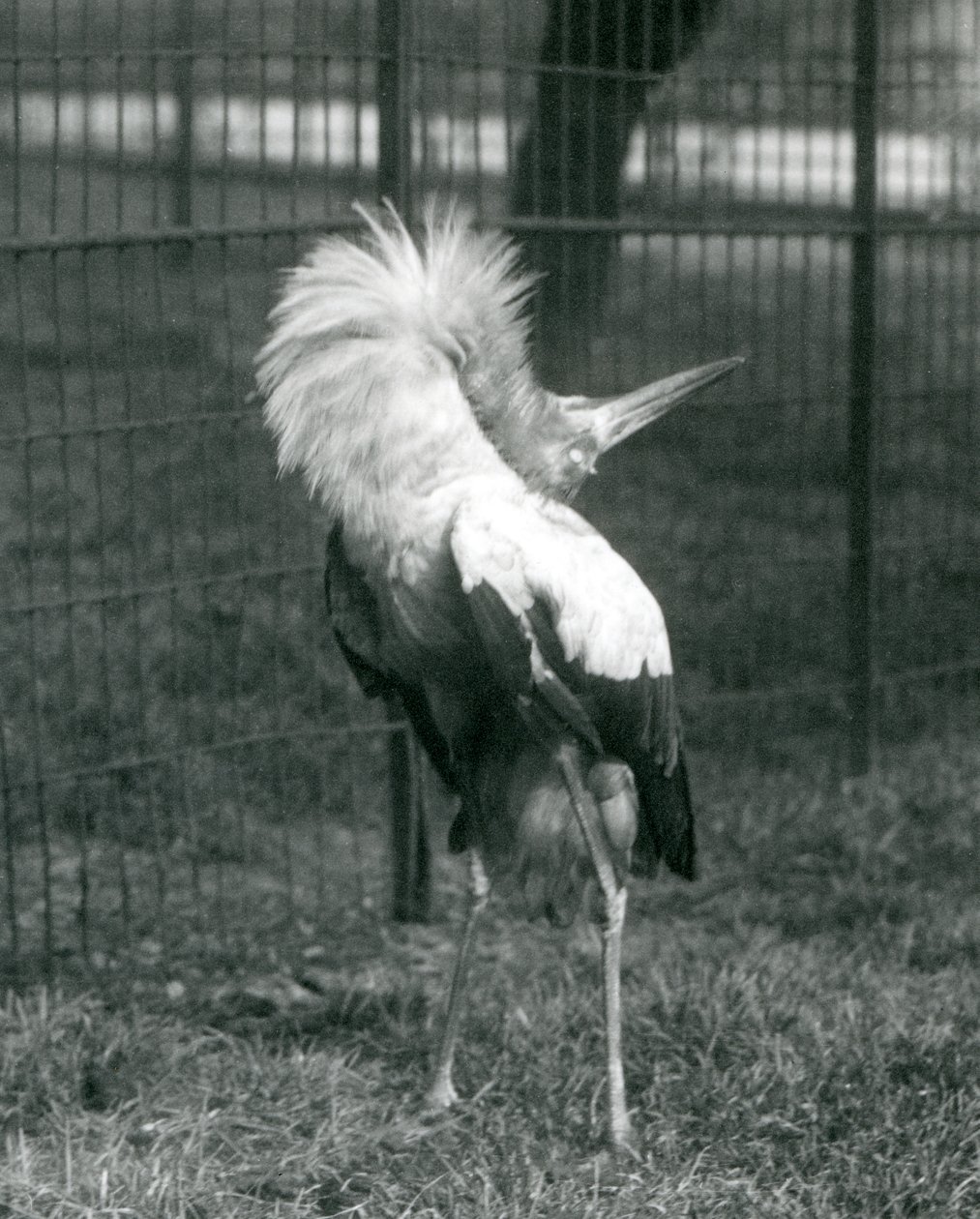 Maguari Stork esittämässä ylhäältä alas -näytöstä, Lontoon eläintarha, heinäkuu 1925 tekijältä Frederick William Bond