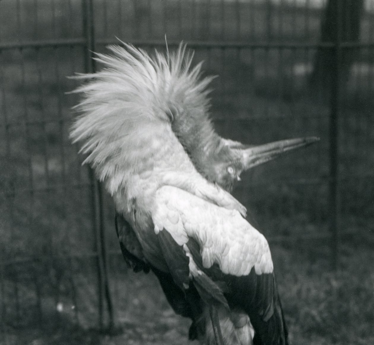 Maguari Stork esittämässä ylhäältä alas -näytöstä, Lontoon eläintarha, heinäkuu 1925 tekijältä Frederick William Bond