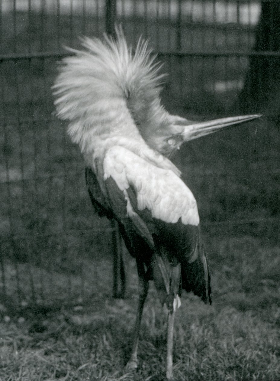 Maguari Stork esittämässä ylhäältä alas -näytöstä, Lontoon eläintarha, heinäkuu 1925 tekijältä Frederick William Bond