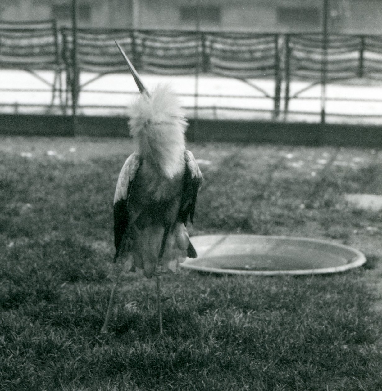 Maguari Stork esittää ylös-alas näyttöä seisoessaan nurmikolla pienen betonialtaan vieressä, Lontoon eläintarha, heinäkuu 1925 (m/v kuva) tekijältä Frederick William Bond