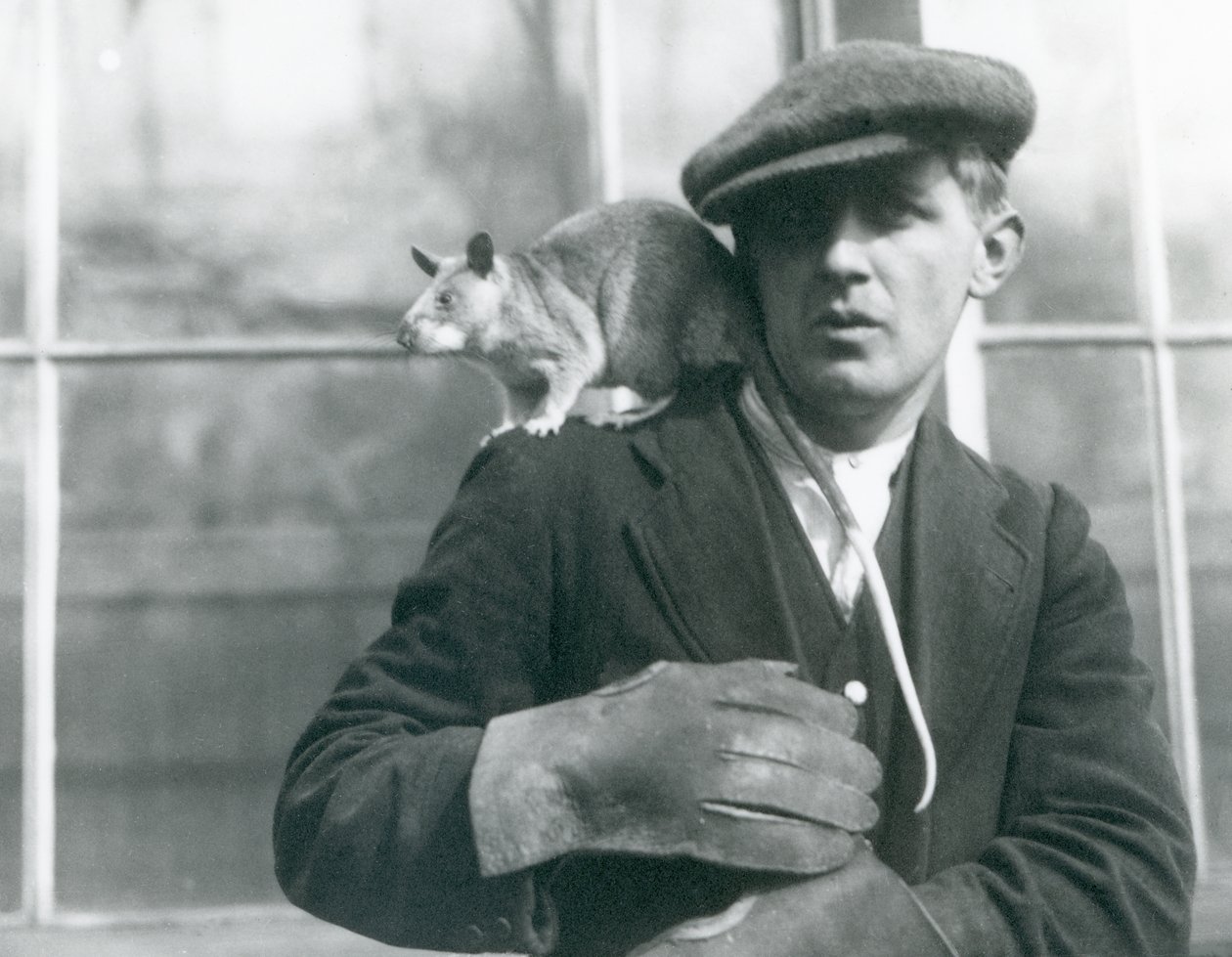 Madagaskarin jättiläisrotta istuu pitäjän olkapäällä Lontoon eläintarhassa, 1924 tekijältä Frederick William Bond