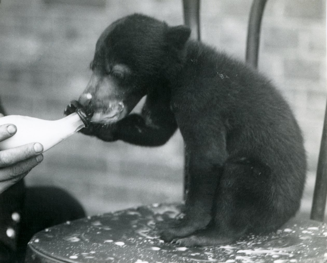 Malaiji- tai aurinkokarhunpentu istumassa tuolilla samalla kun sen pitäjä ruokkii häntä pullosta Lontoon eläintarhassa, 1920-luku tekijältä Frederick William Bond