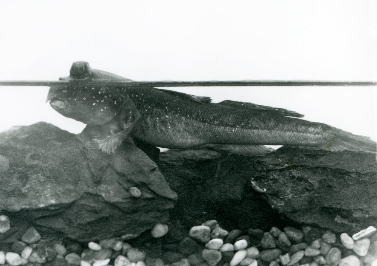 Mudskipper, joka lepää vedenalaisilla kivillä, silmät veden yläpuolella, Lontoon eläintarha tekijältä Frederick William Bond
