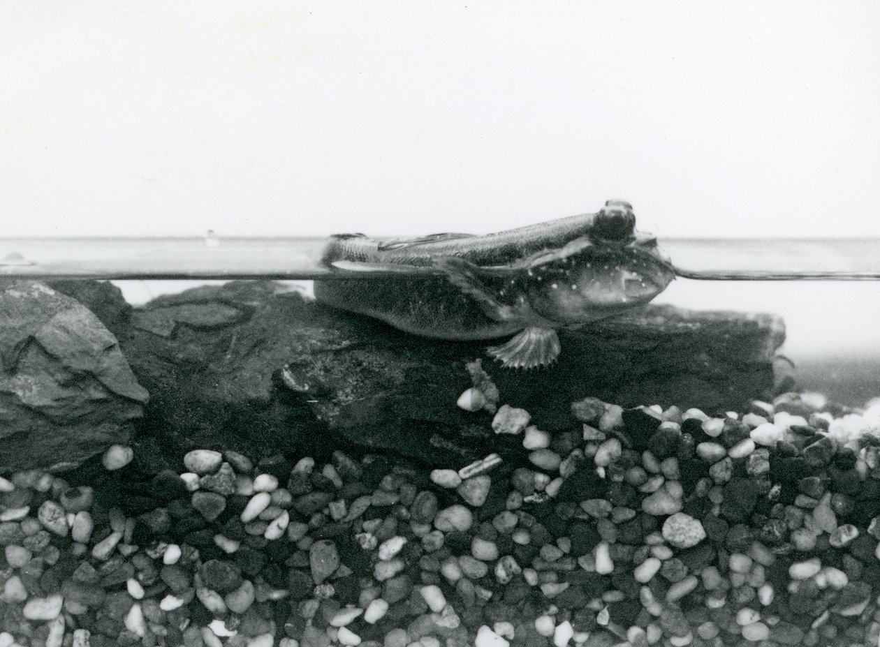 Mudskipper, joka lepää vedenalaisilla kivillä, silmät veden yläpuolella, Lontoon eläintarha tekijältä Frederick William Bond