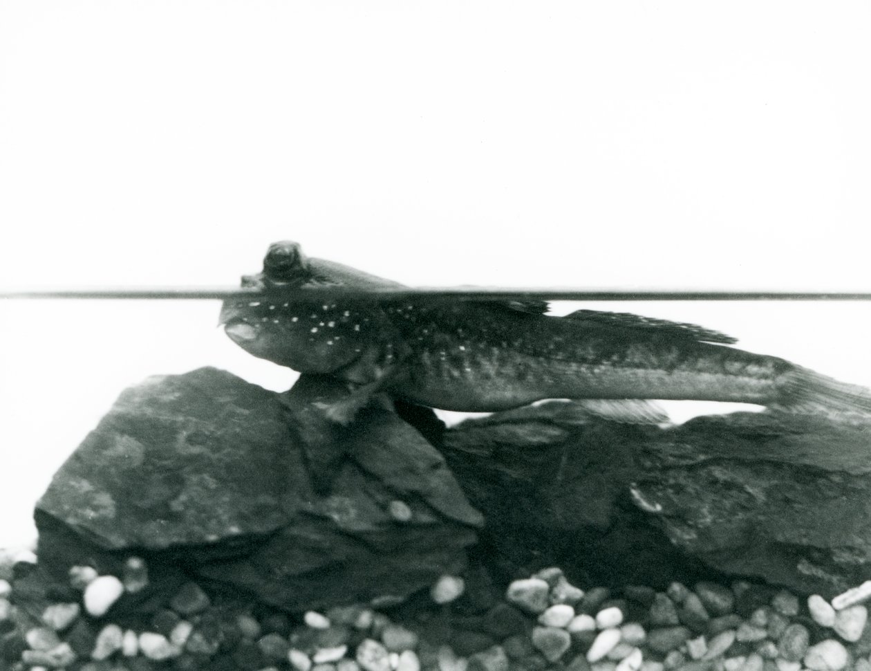 Mudskipper, joka lepää vedenalaisilla kivillä, silmät veden yläpuolella, Lontoon eläintarha tekijältä Frederick William Bond