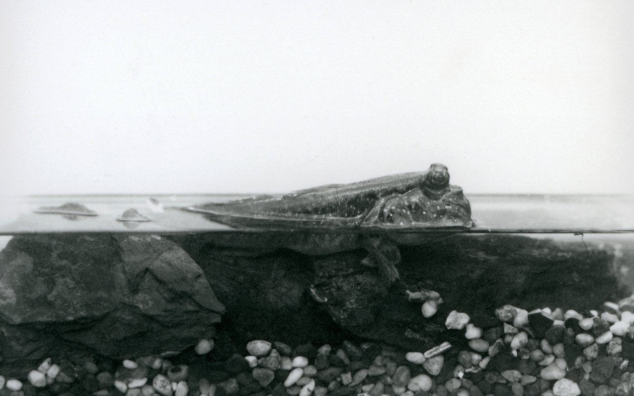Mudskipper, joka lepää vedenalaisilla kivillä, ruumiin yläosa veden päällä, Lontoon eläintarha tekijältä Frederick William Bond