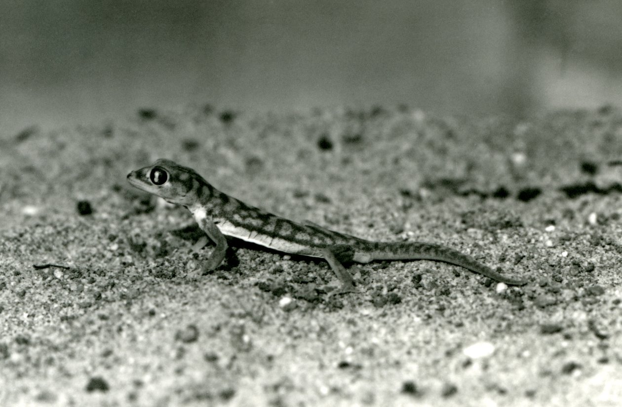 Namib-hiekkagekko/verkkojalkainen gekko seisomassa hiekalla, Lontoon eläintarha, syyskuu 1928 (b/w kuva) tekijältä Frederick William Bond