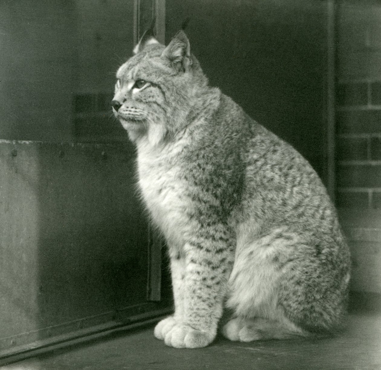 A Northern Lynx, Lontoon eläintarha, helmikuu 1925 tekijältä Frederick William Bond