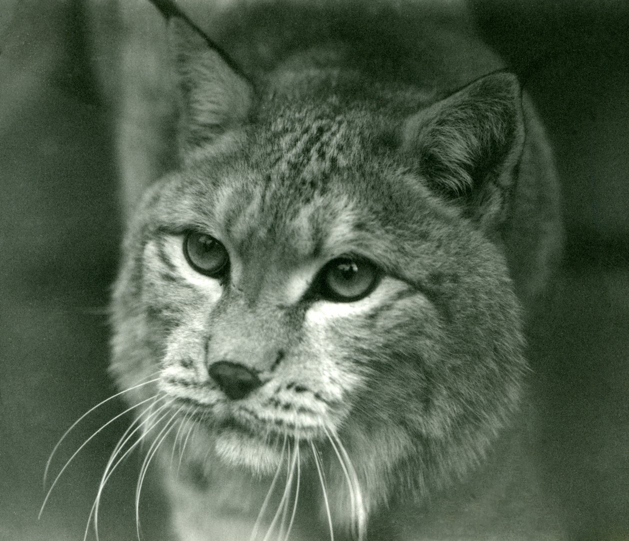A Northern Lynx, Lontoon eläintarha, helmikuu 1925 tekijältä Frederick William Bond
