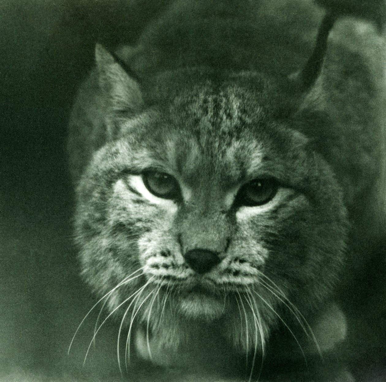 A Northern Lynx, Lontoon eläintarha, helmikuu 1925 tekijältä Frederick William Bond