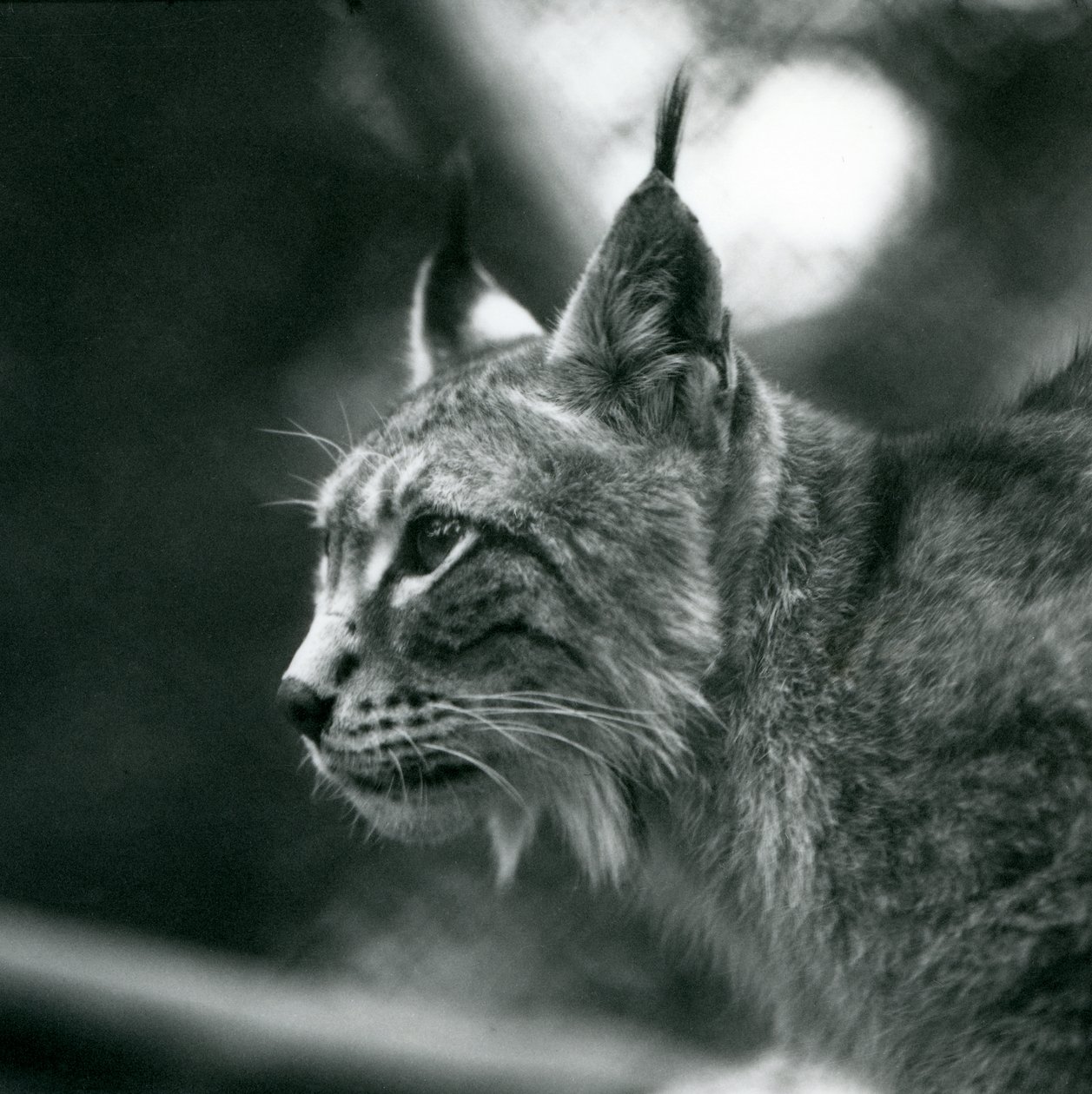 Pohjoinen ilves Lontoon eläintarhassa heinäkuussa 1925 tekijältä Frederick William Bond