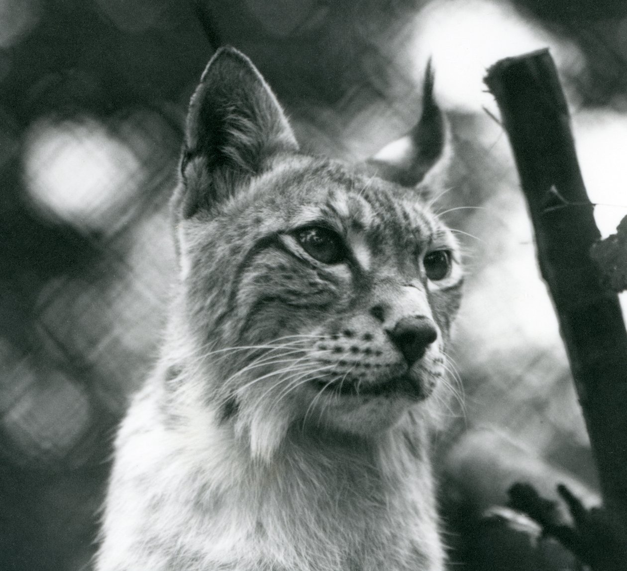 Pohjoinen ilves Lontoon eläintarhassa heinäkuussa 1925 tekijältä Frederick William Bond