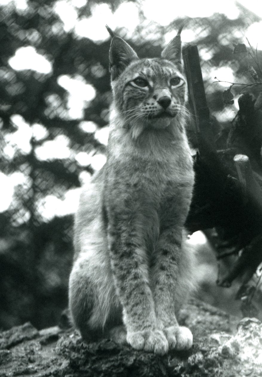 Pohjoinen ilves istumassa Lontoon eläintarhassa heinäkuussa 1925 tekijältä Frederick William Bond