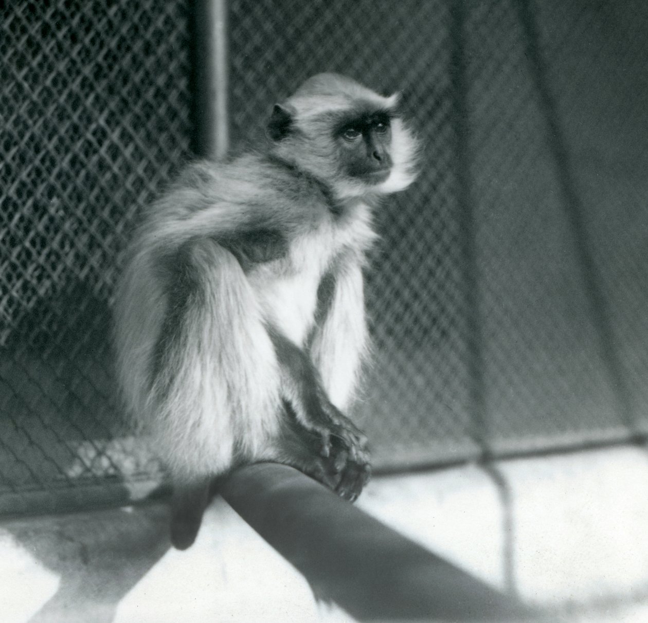 Northern Plains Grey Langur istuu ahvenella aitassaan Lontoon eläintarhassa vuonna 1928 (b/w kuva) tekijältä Frederick William Bond