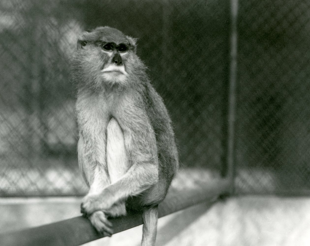 Patas/Wadi/Hussar Monkey istumassa oksalla Lontoon eläintarhassa vuonna 1928 (b/w kuva) tekijältä Frederick William Bond