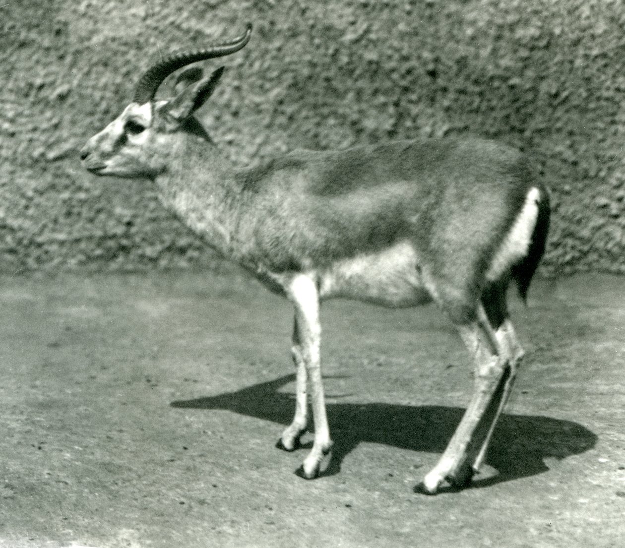 Persialainen gaselli Lontoon eläintarhassa kesäkuussa 1925 tekijältä Frederick William Bond