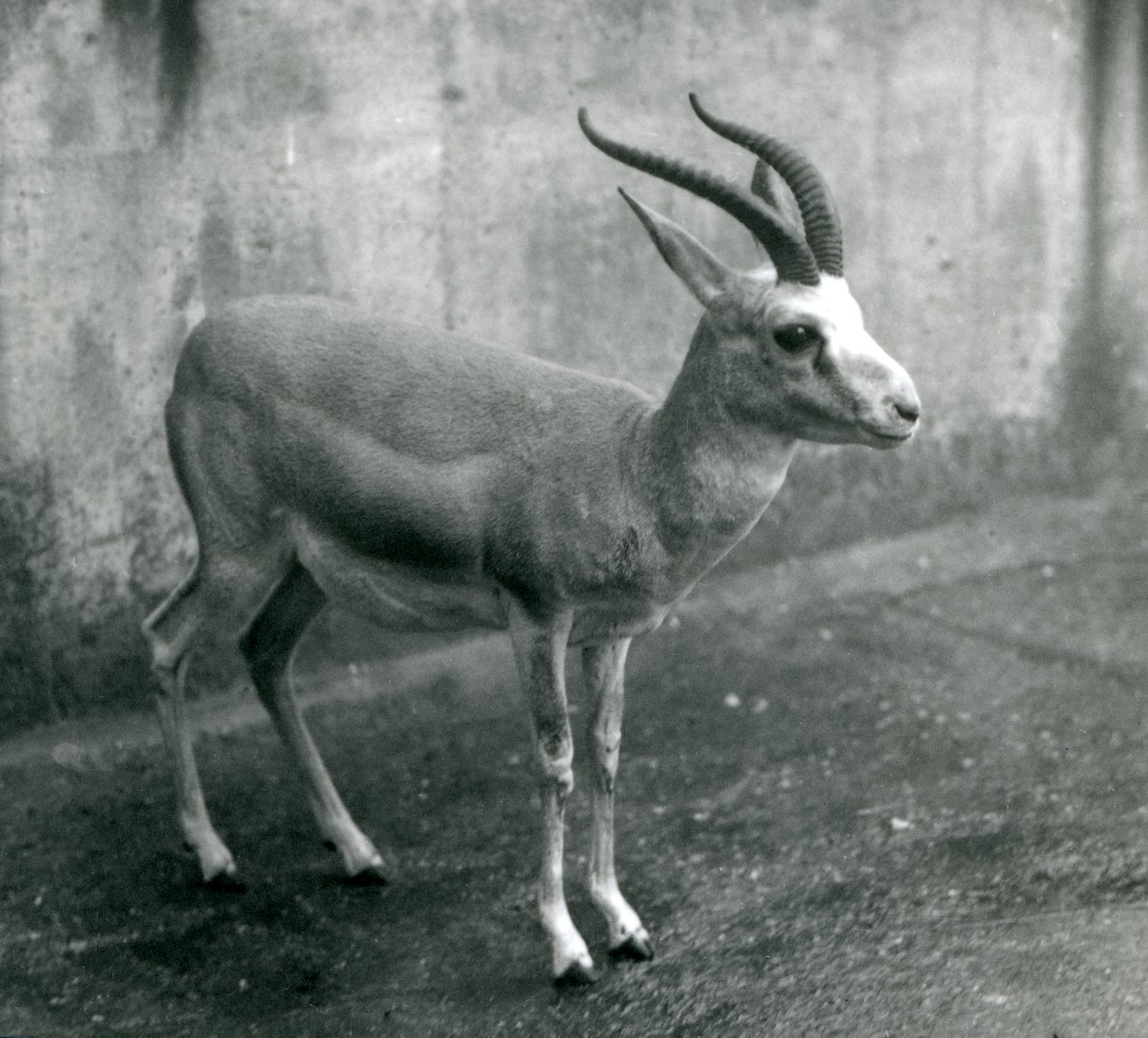Persian-, goiter- tai mustapyrstöinen gaselli Lontoon eläintarhassa, elokuu 1927. tekijältä Frederick William Bond