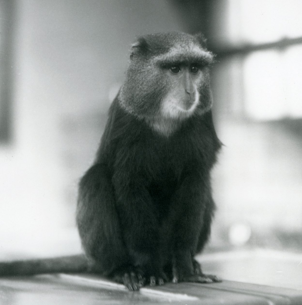 Pluto Monkey tai Blue Monkey istuu penkillä Lontoon eläintarhassa tekijältä Frederick William Bond