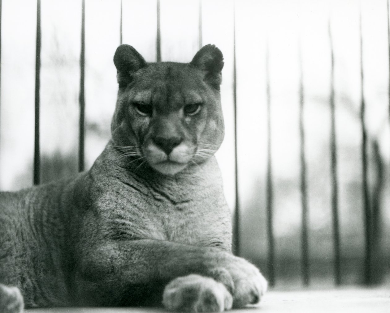 Puma/Cougar/Mountain Lion/Catamount lepää Lontoon eläintarhassa vuonna 1931 (b/w kuva) tekijältä Frederick William Bond