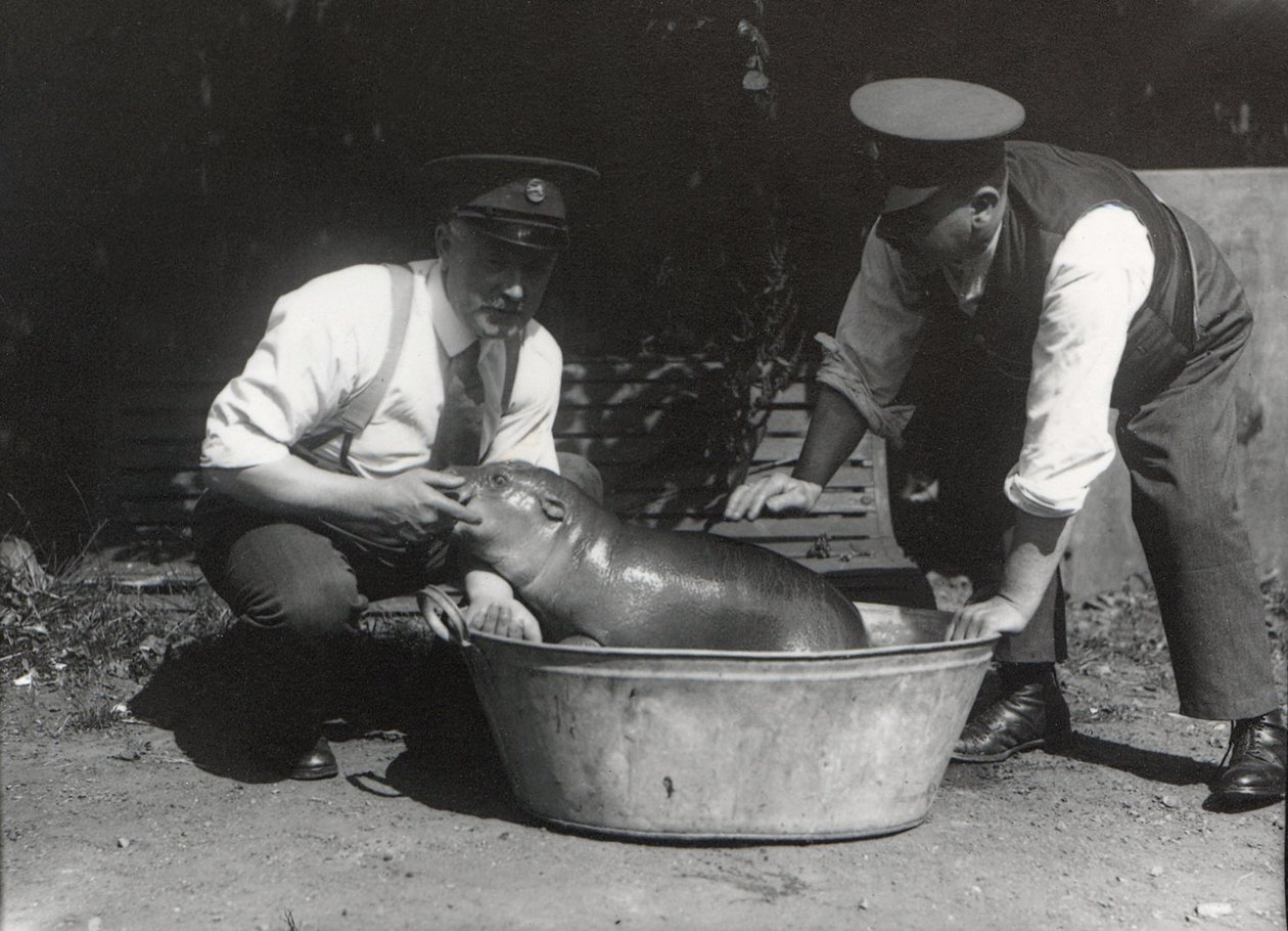 Kääpiövirtahepo liottelemassa ZSL:n Lontoon eläintarhassa, elokuu 1928. tekijältä Frederick William Bond