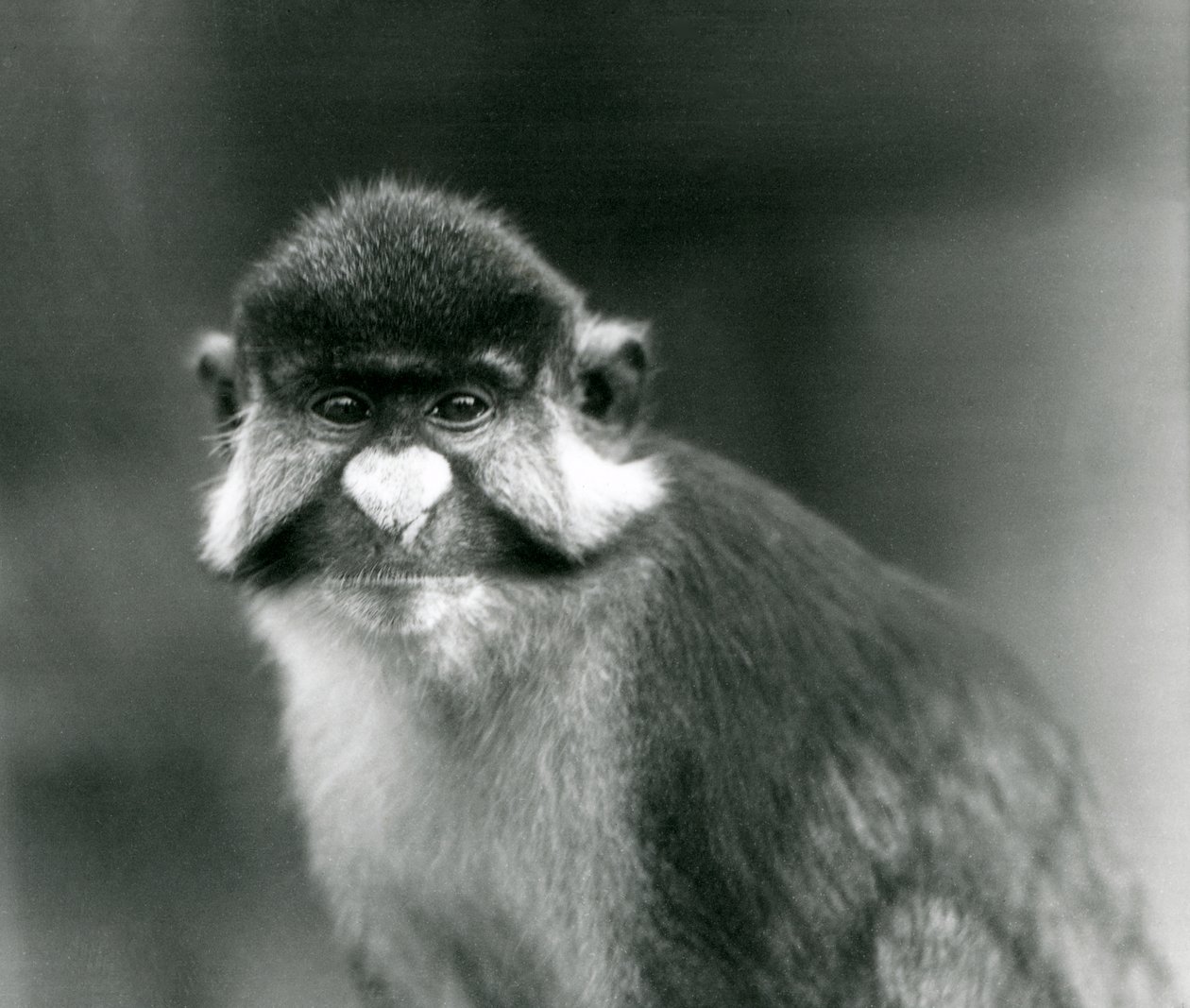 Red-tailed/Black-cheeked white-nou/Redtail Monkey tai Schmidt