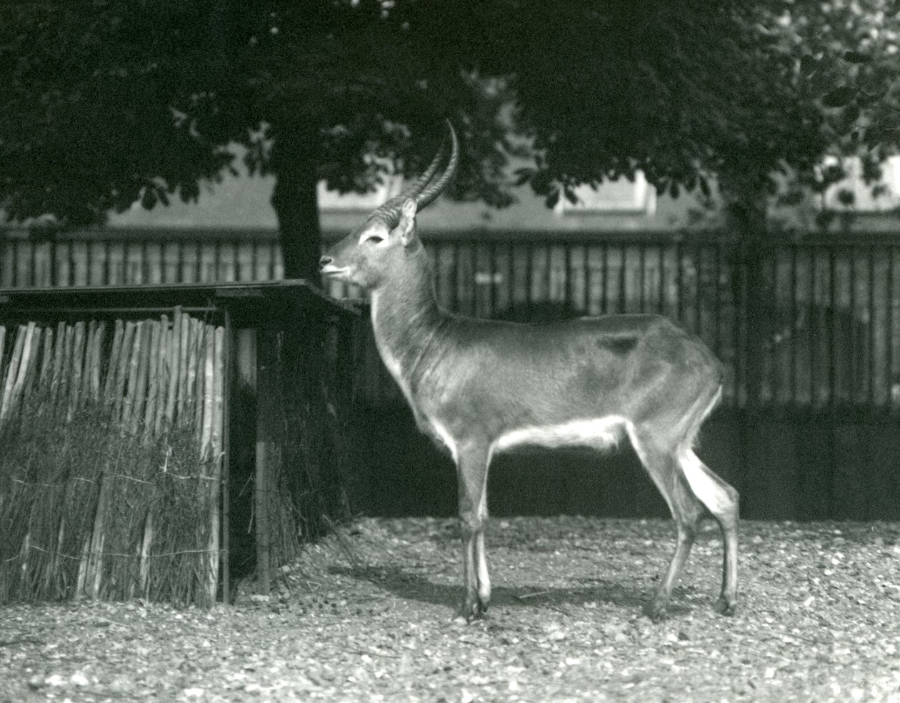 Punainen Lechwe Lontoon eläintarhassa heinäkuussa 1924 tekijältä Frederick William Bond