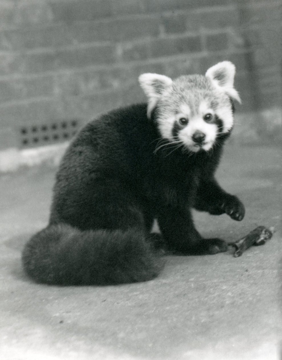 Punainen panda istumassa Lontoon eläintarhassa, 1917. tekijältä Frederick William Bond
