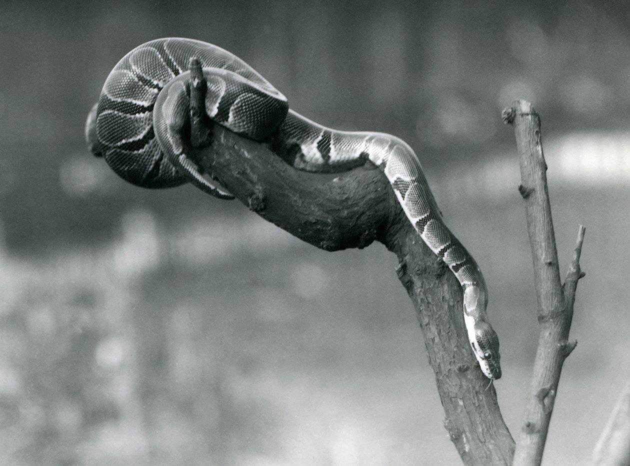 RoyalBall-python laskeutuu alas haaraa pitkin Lontoon eläintarhassa lokakuussa 1925. tekijältä Frederick William Bond