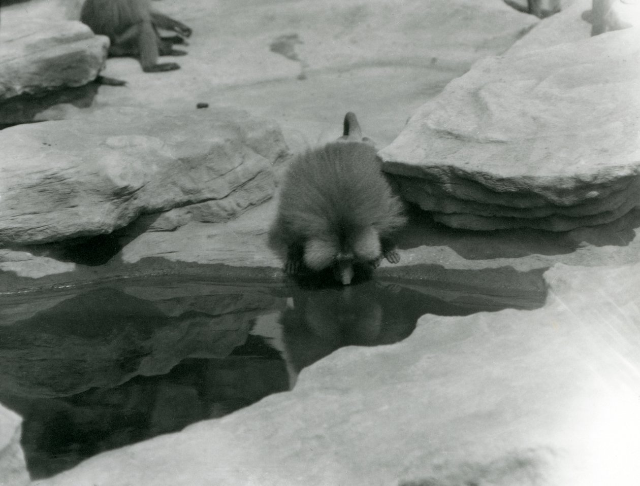 Pyhä paviaani juomassa altaasta Monkey Hillin kallioiden keskellä Lontoon eläintarhassa tekijältä Frederick William Bond