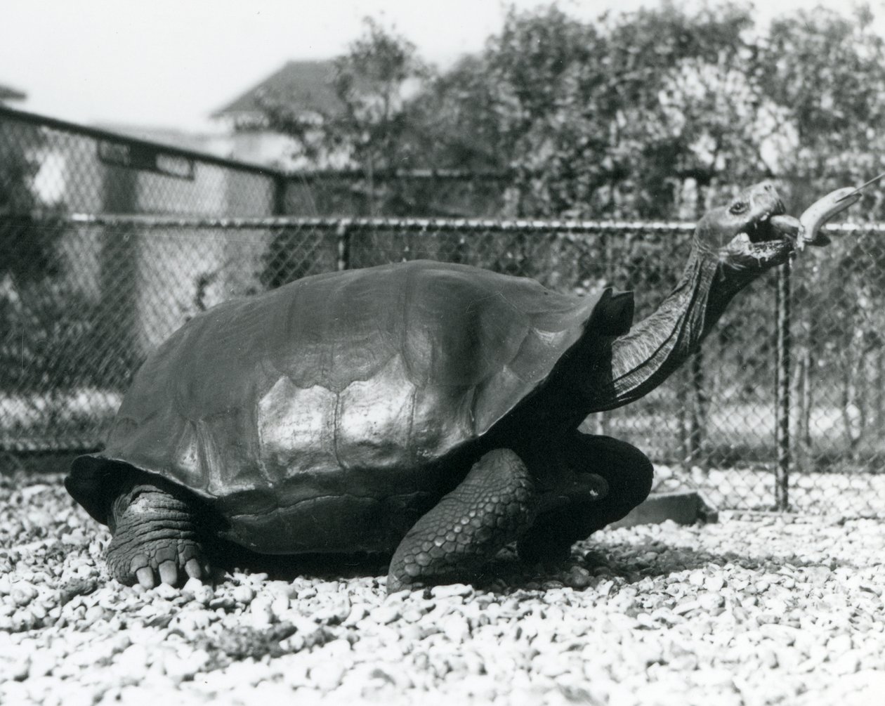 Satulaselkä, Galapagos-kilpikonna, jota ruokitaan kepissä olevalla banaanilla (m/w kuva) tekijältä Frederick William Bond