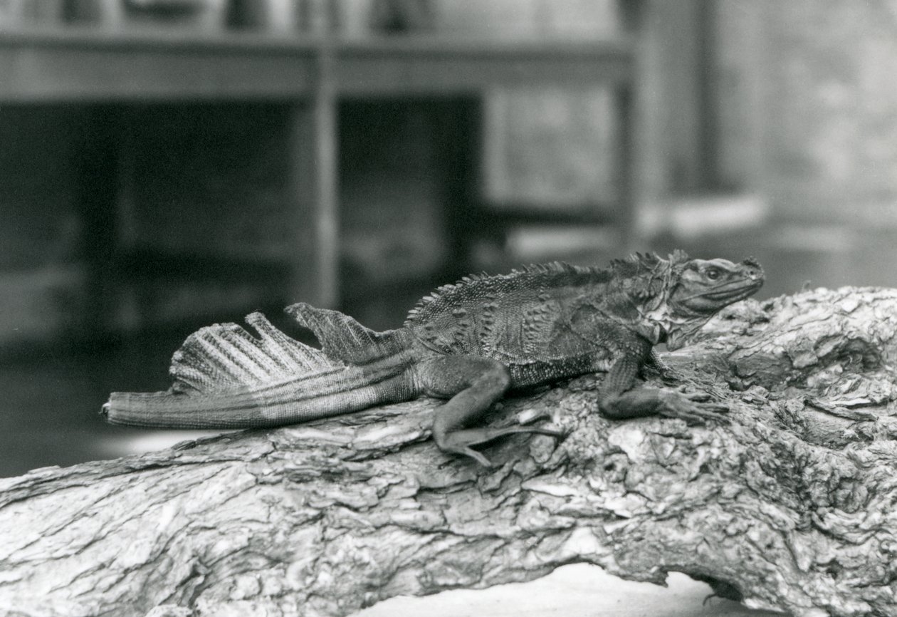 Sailfin lisko, jonka häntä on vaurioitunut, lepää puun päällä Lontoon eläintarhassa vuonna 1928 (b/w kuva) tekijältä Frederick William Bond
