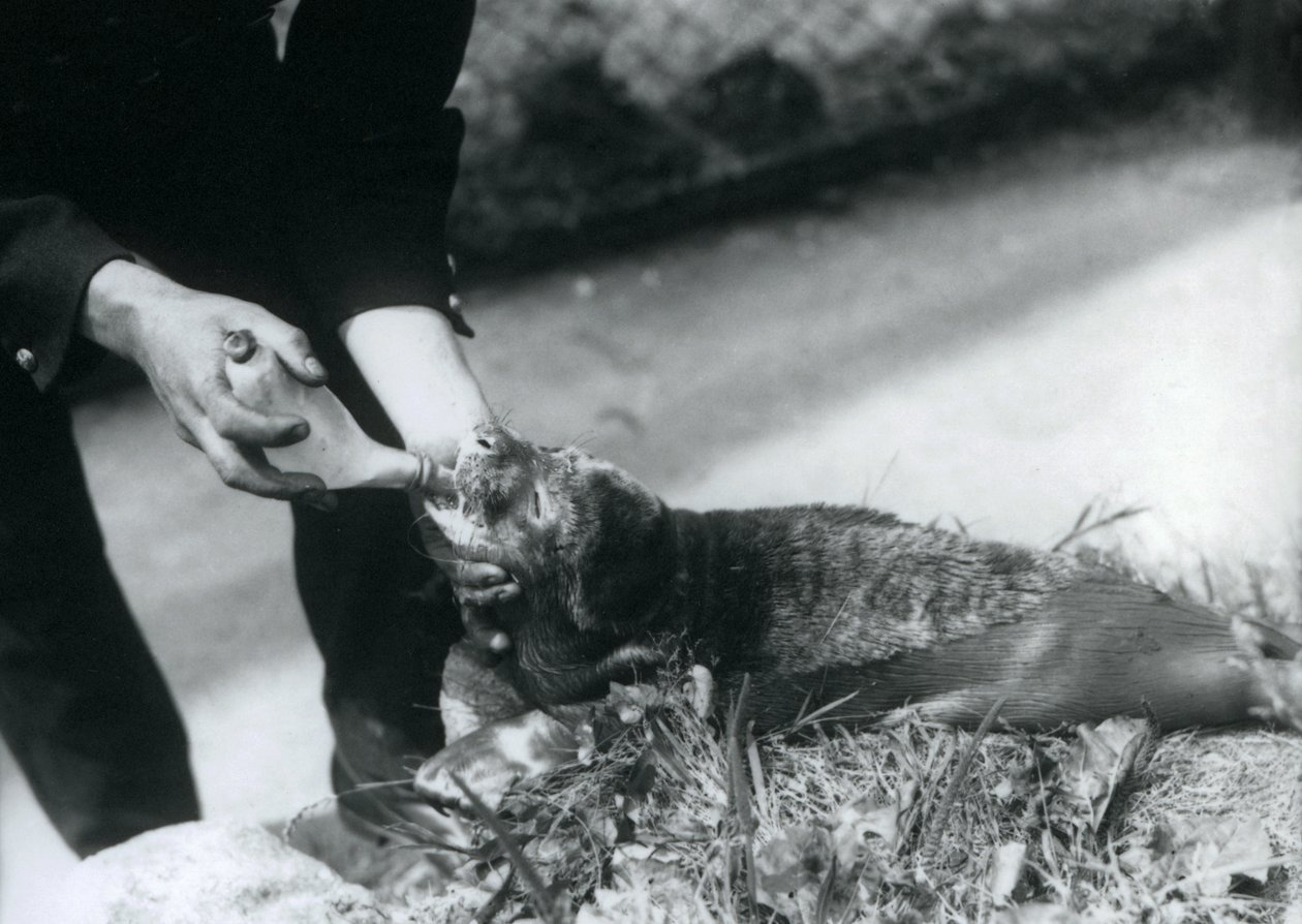 Hylkeenpoikanen pulloruokinnassa hoitajansa kanssa, Lontoon eläintarha, elokuu 1925. tekijältä Frederick William Bond