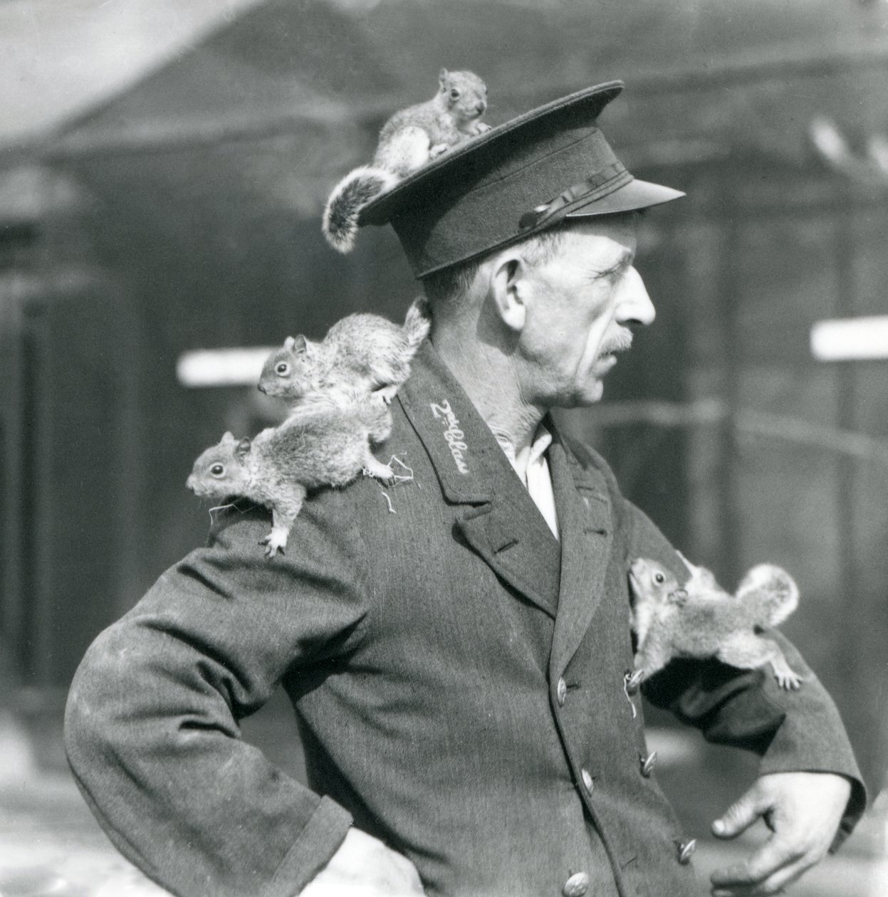 Toisen luokan vartija neljän nuoren harmaa-oravan kanssa kiipeämässä univormuhattunsa ja takkinsa päälle, Lontoon eläintarha tekijältä Frederick William Bond