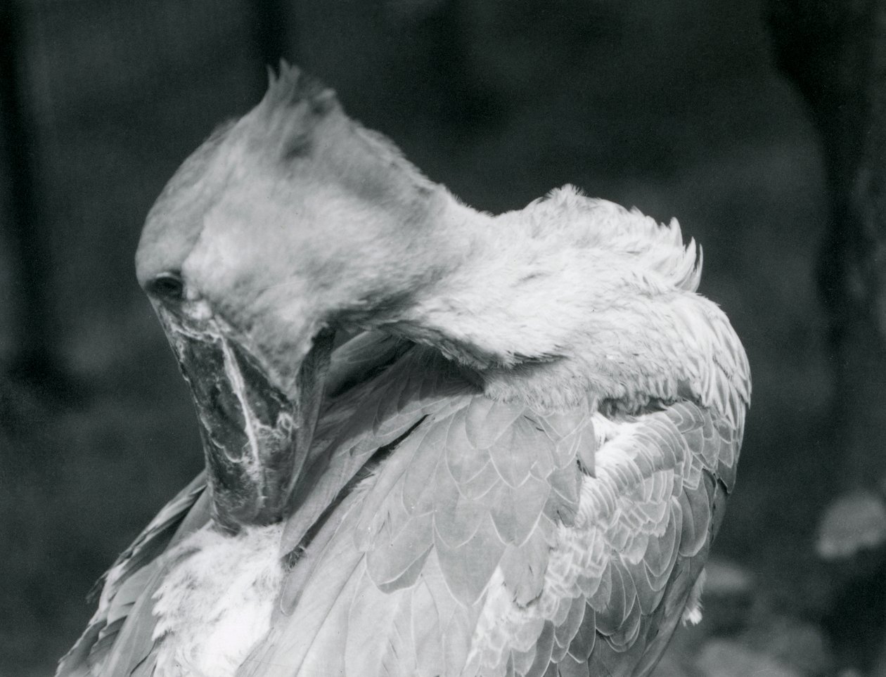 Shoebill höyheniä harjaamassa Lontoon eläintarhassa vuonna 1926 tekijältä Frederick William Bond
