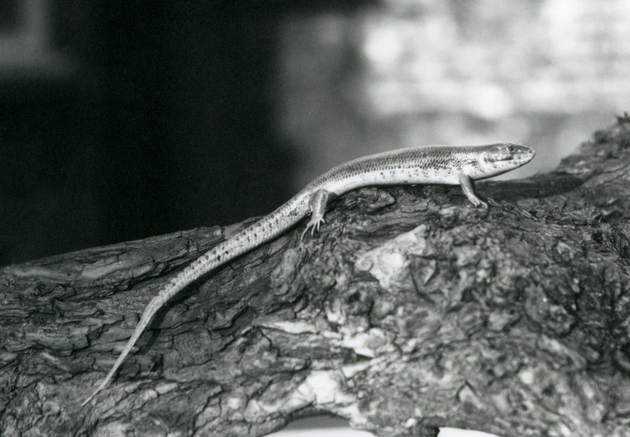 Skink lepää puun päällä Lontoon eläintarhassa vuonna 1929 (b/w kuva) tekijältä Frederick William Bond