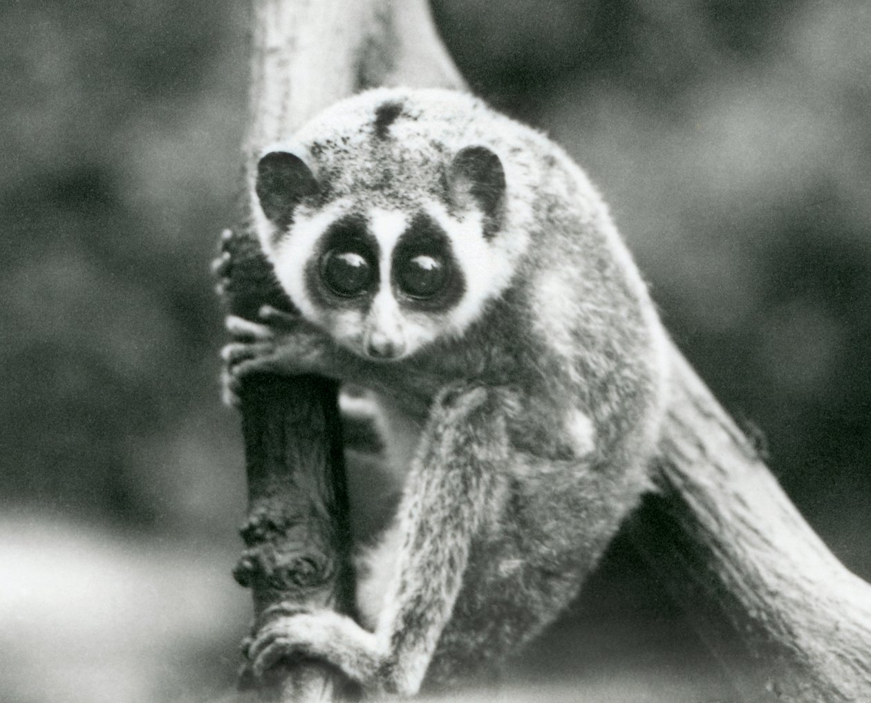 Slender Loris katselee alas oksalta, Lontoon eläintarha, elokuu 1926. tekijältä Frederick William Bond