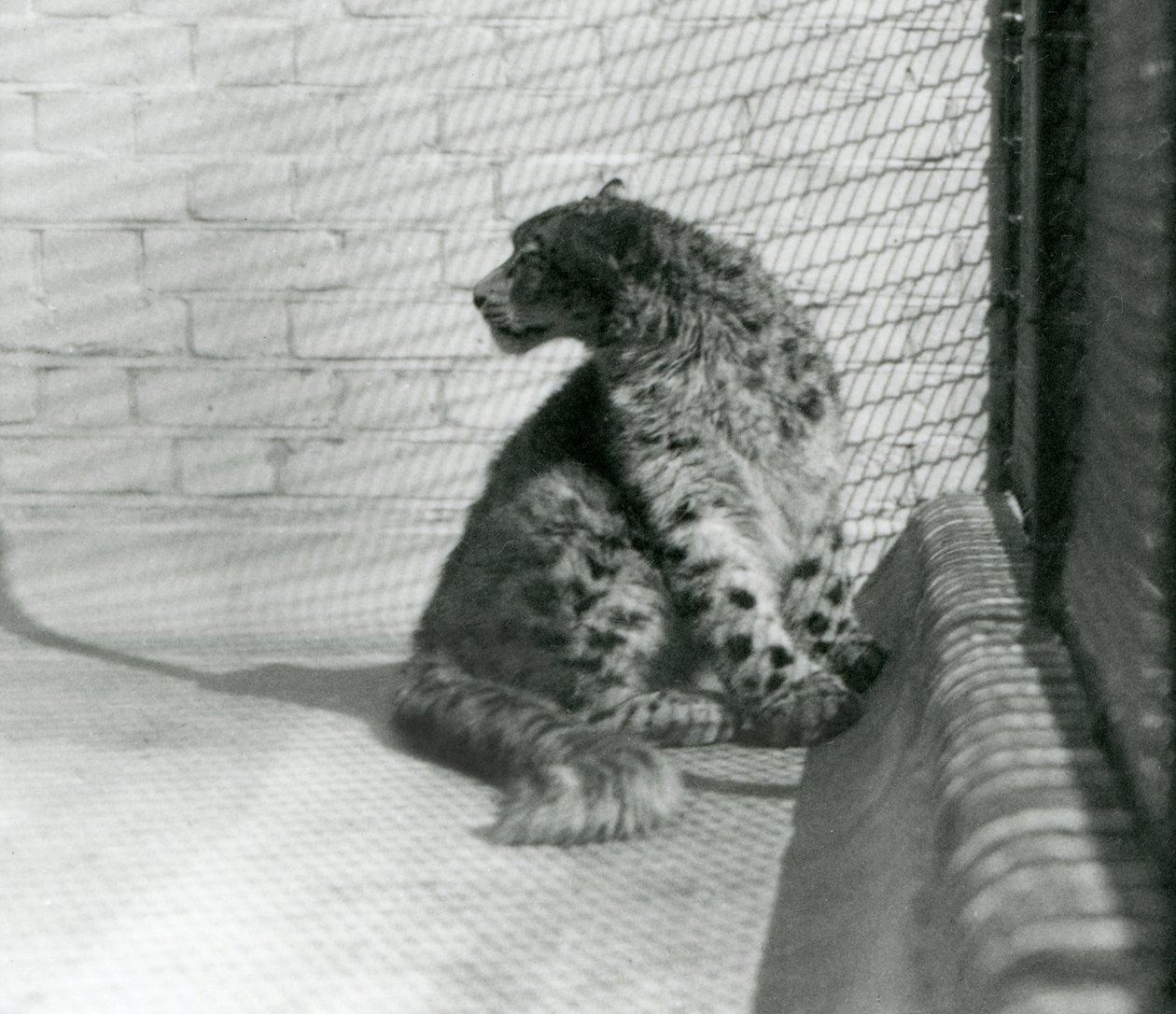 Snow Leopard istuu lattialla Lontoon eläintarhassa tekijältä Frederick William Bond
