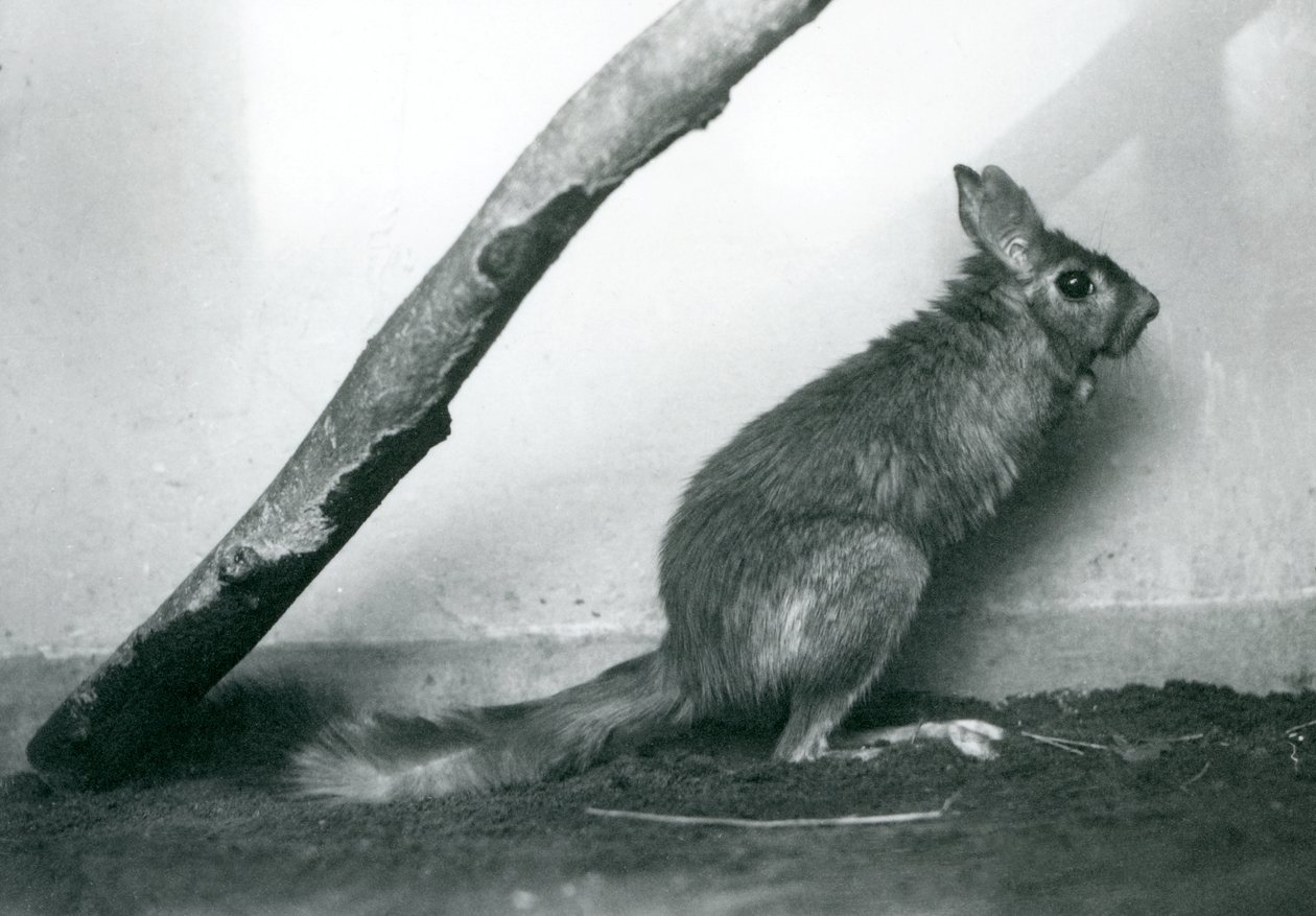 Eteläafrikkalainen kevätjänisCape Jumping Hare istuu oksan alla aitauksessaan, Lontoon eläintarha, joulukuu 1925. tekijältä Frederick William Bond