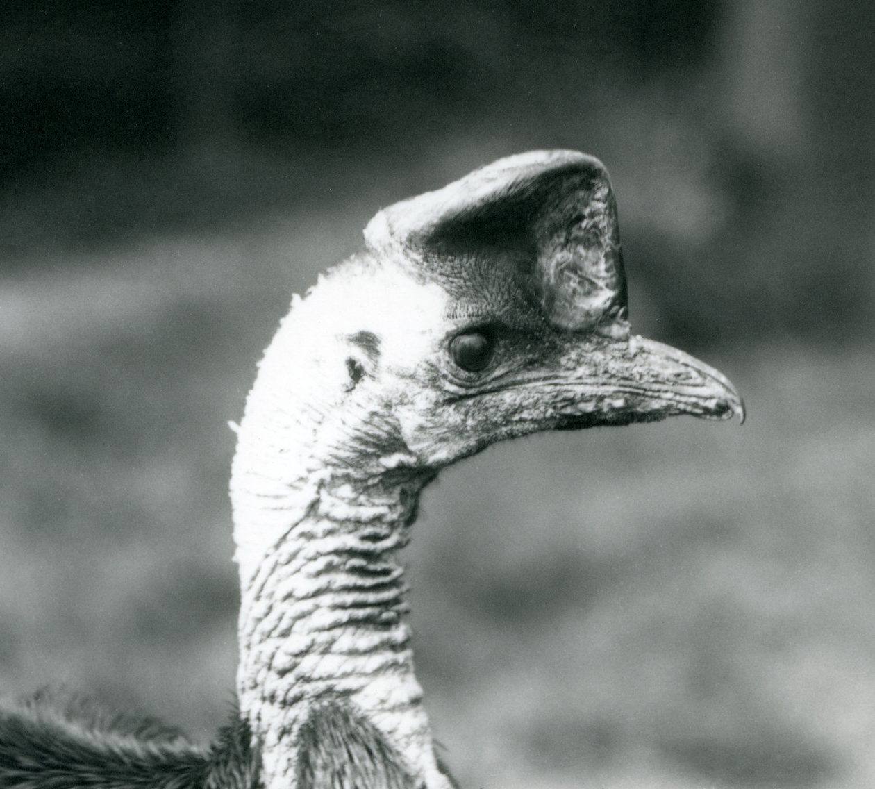 Southern Cassowary Lontoon eläintarhassa kesäkuussa 1925 tekijältä Frederick William Bond