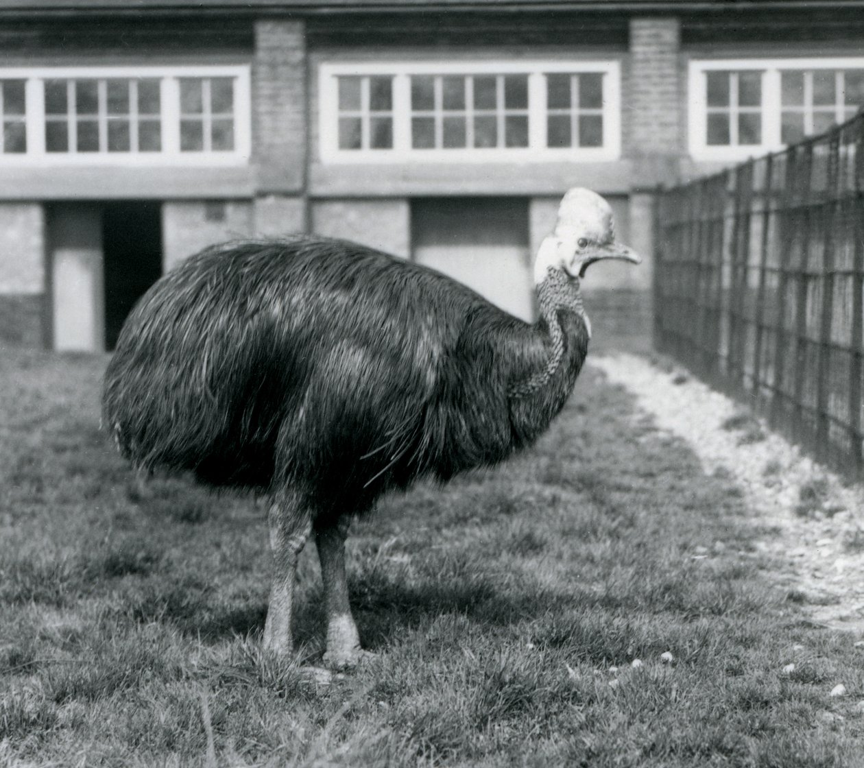 Southern Cassowary Lontoon eläintarhassa kesäkuussa 1925 tekijältä Frederick William Bond