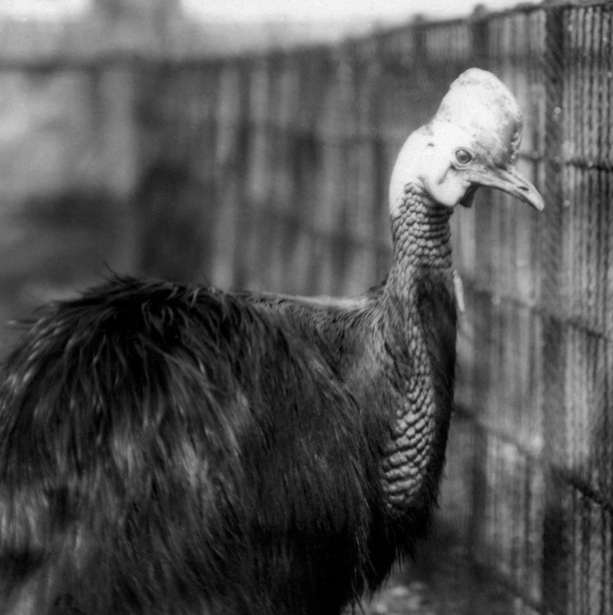 Southern Cassowary Lontoon eläintarhassa kesäkuussa 1925 tekijältä Frederick William Bond