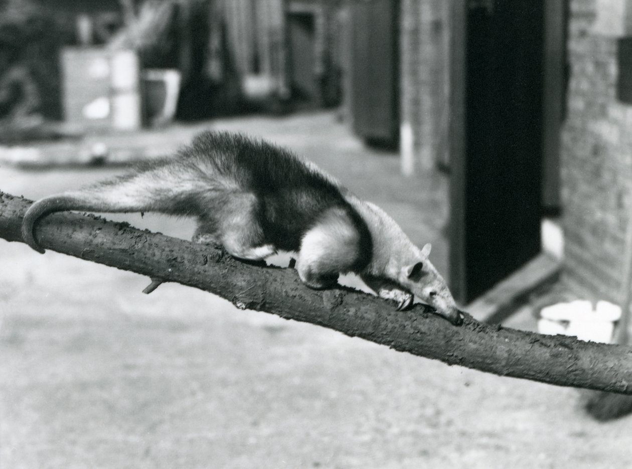 Etelä-Tamandua/Kaulusmuurahaissuurahaiso/Pieni muurahaiskirkko kävelemässä Lontoon eläintarhan haaraa pitkin tekijältä Frederick William Bond