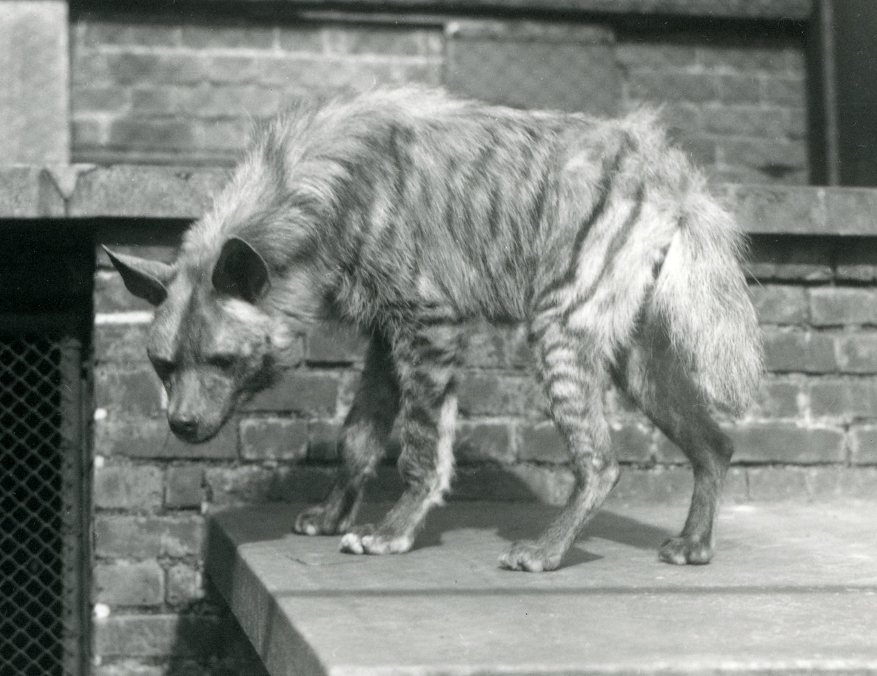 Raidallinen hyaana seisomassa alustalla aitauksessaan Lontoon eläintarhassa, kesäkuu 1925 tekijältä Frederick William Bond