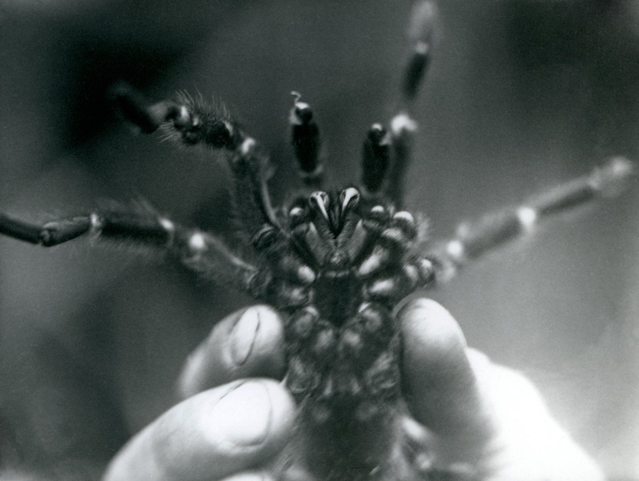 Tarantulaa pidetään ylhäällä, jotta sen torahampaat näkyisivät alhaalta, Lontoon eläintarha, lokakuu 1925. tekijältä Frederick William Bond