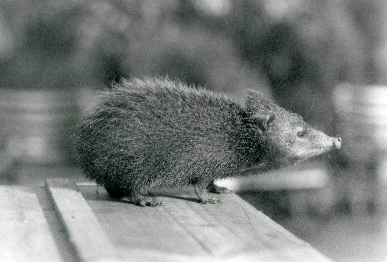 Tenrec Lontoon eläintarhassa vuonna 1929 (m/v kuva) tekijältä Frederick William Bond