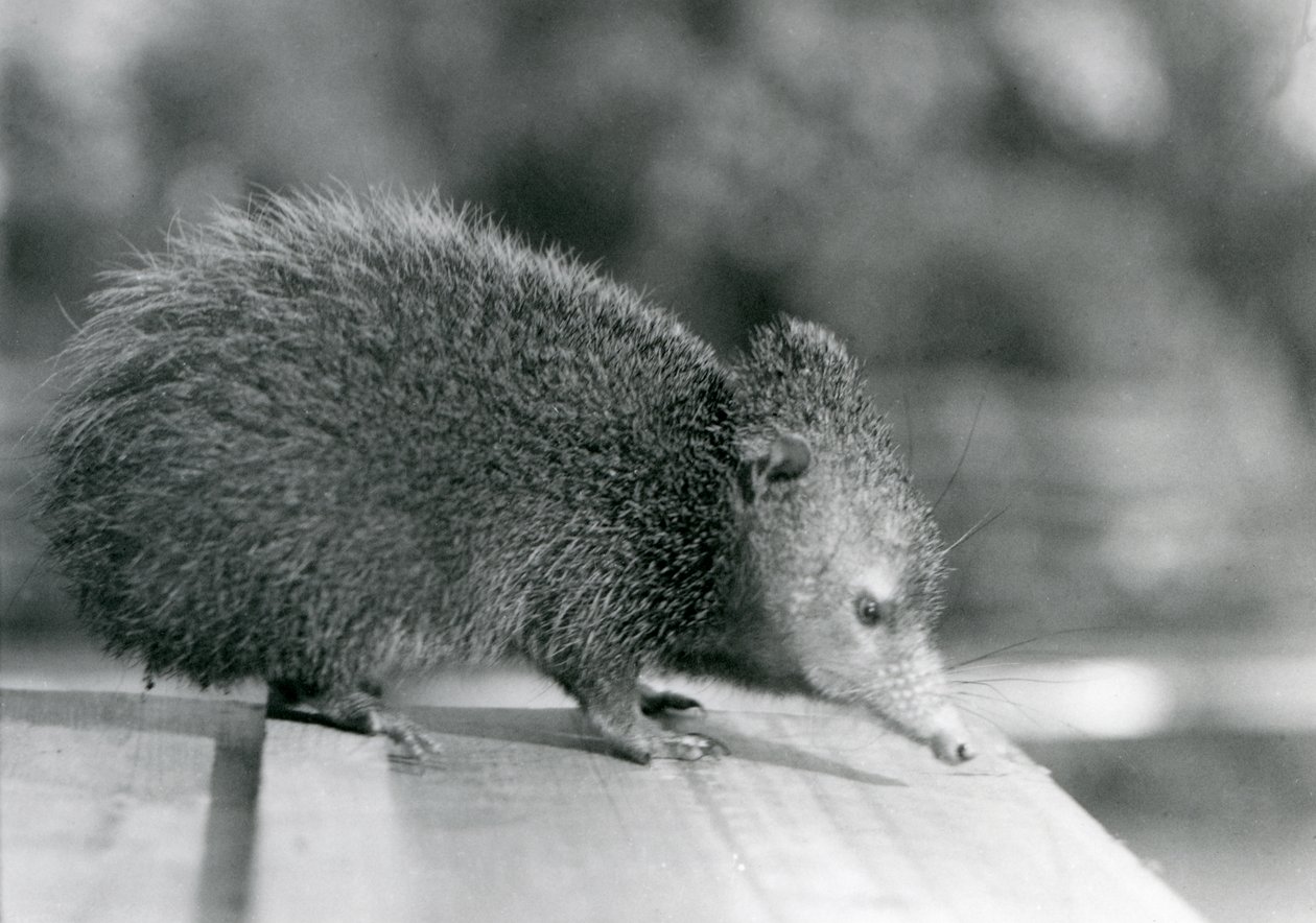 Tenrec Lontoon eläintarhassa vuonna 1929 (m/w kuva) tekijältä Frederick William Bond