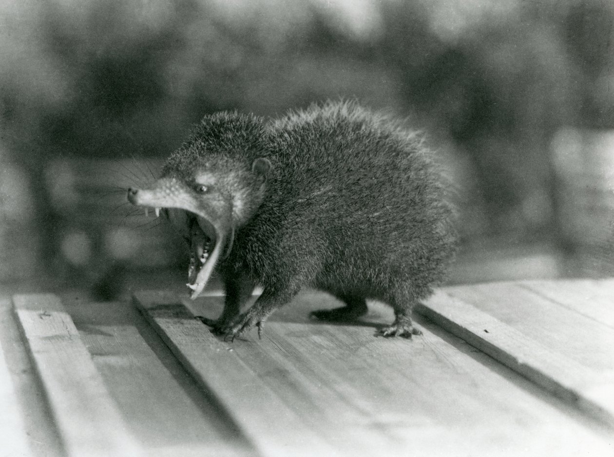 Tenrec suu auki, leveä aukko ja terävät hampaat, Lontoon eläintarha tekijältä Frederick William Bond